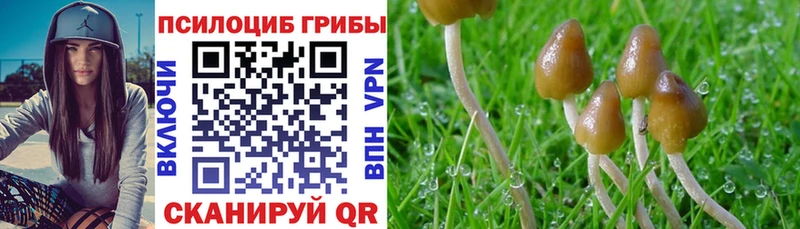 Купить закладки  Покачи  Галлюциногенные грибы Cubensis 